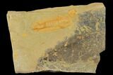 Protolenus Trilobite Molt With Pos/Neg - Tinjdad, Morocco #141874-3